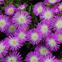Wheels of Wonder Purple Wonder Ice Plant is ideal for container plants for hot patios.