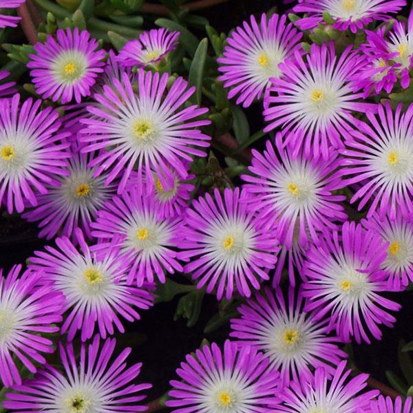 Wheels of Wonder Purple Wonder Ice Plant is ideal for container plants for hot patios.
