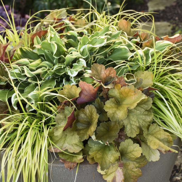 Heuchera Toffee Tart in a container with a hosta and grass like plants. 