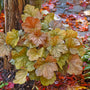 Dolce Toffee Tart Coral Bells with ginger-colored leaves with a silver overlay at the base of a tree. 