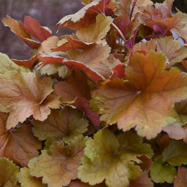 Close-up of Dolce Toffee Tart Coral Bells' ginger and soft green foliage. 