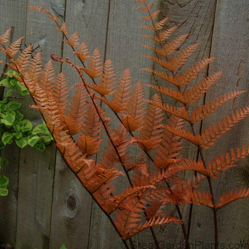 'Brilliance' Autumn Fern (Dryopteris)