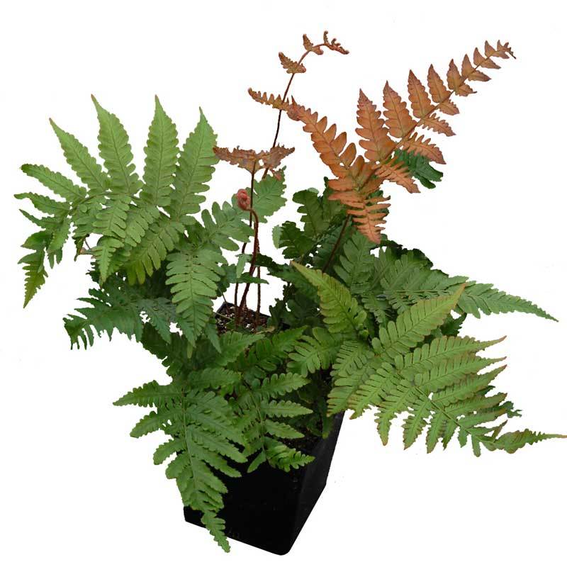Brilliance Autumn Fern in a black container in front of a white background. 