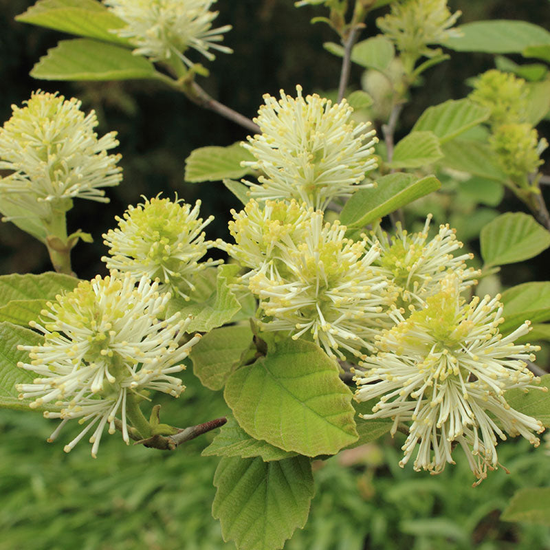 Close-up of white bottlebrush Dwarf Fothergilla blooms. 