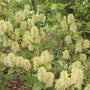 Dwarf Fothergilla with thick-green leaves and white bottlebrush flowers. 