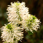 Close-up of three white Dwarf Fothergilla flowers. 