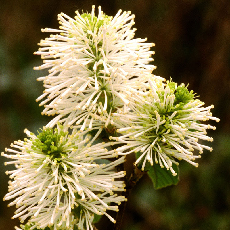 Close-up of three white Dwarf Fothergilla flowers. 