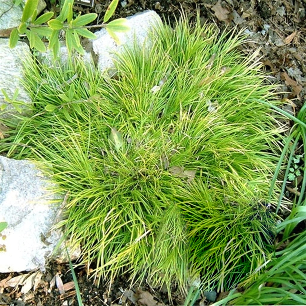 Acore odorant nain aux touffes de feuilles vertes étroites dans un jardin. 