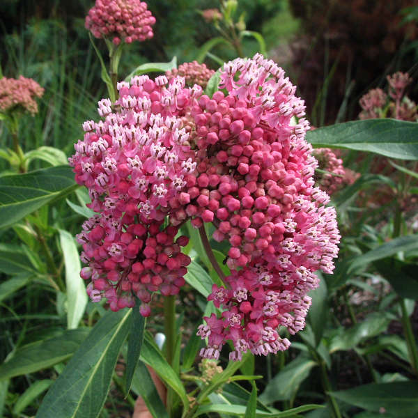 Great Garden Plants Cinderella Swamp Milkweed - Thumbnail 3