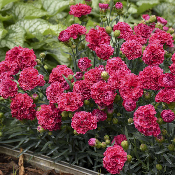 Fruit Punch Raspberry Ruffles Dianthus with unique raspberry-pink flowers. 