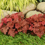 Heuchera Peachberry Ice is a great native for shady spots