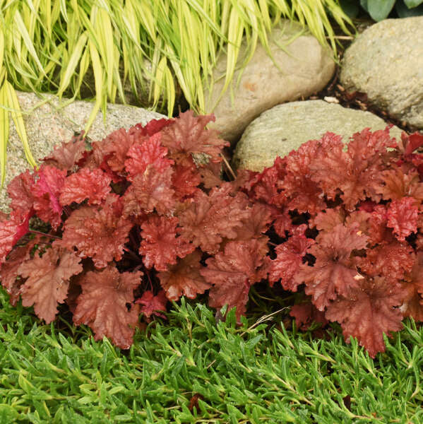 Heuchera Peachberry Ice is a great native for shady spots