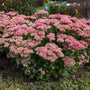 Autumn Joy Stonecrop with mauve red blooms in a garden