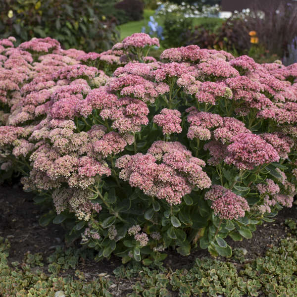 Autumn Joy Stonecrop with mauve red blooms in a garden