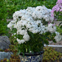 Opening Act White Hybrid Phlox with white blooms in a blue and white decorative pot. 