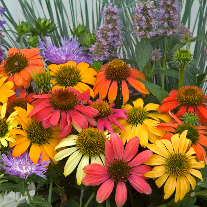 cheyenne succulent plant 'Cheyenne Spirit' Coneflower
