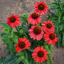Color Coded Frankly Scarlet Coneflower with vibrant magenta-red flowers. 