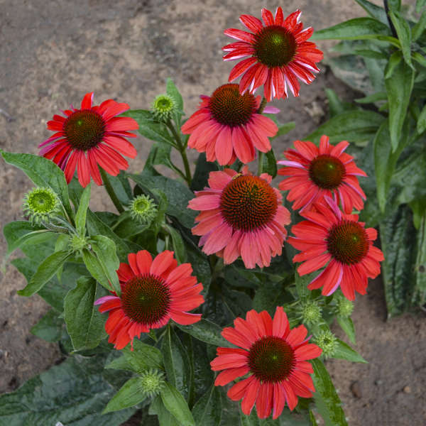 Color Coded Frankly Scarlet Coneflower with vibrant magenta-red flowers. 
