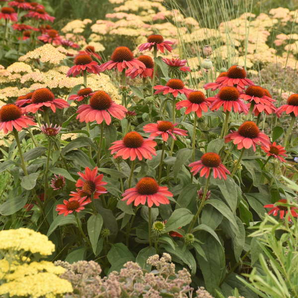Color Coded Frankly Scarlet Coneflower with magenta-red blooms in a garden. 