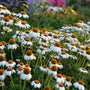 PowWow White Coneflower has prolific, fragrant white blooms