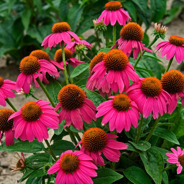 echinacea pow wow wild berry seeds PowWow Wild Berry Coneflower