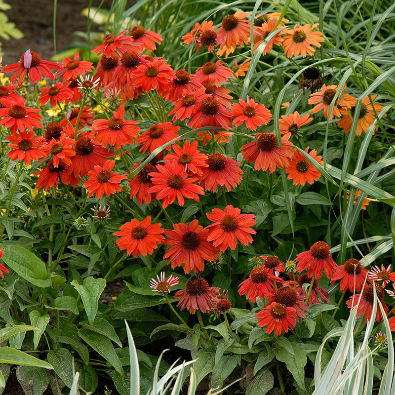 Sombrero Salsa Red Coneflower well branched clump which produces lots of blooms that are good for cutting