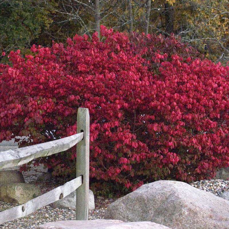 Compactus Burning Bush planted in landscape stones behind a short wooden fence. 
