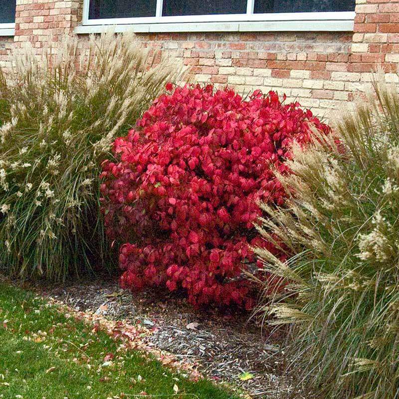 Compactus Burning Bush planted in a landscape by the side of a house. 