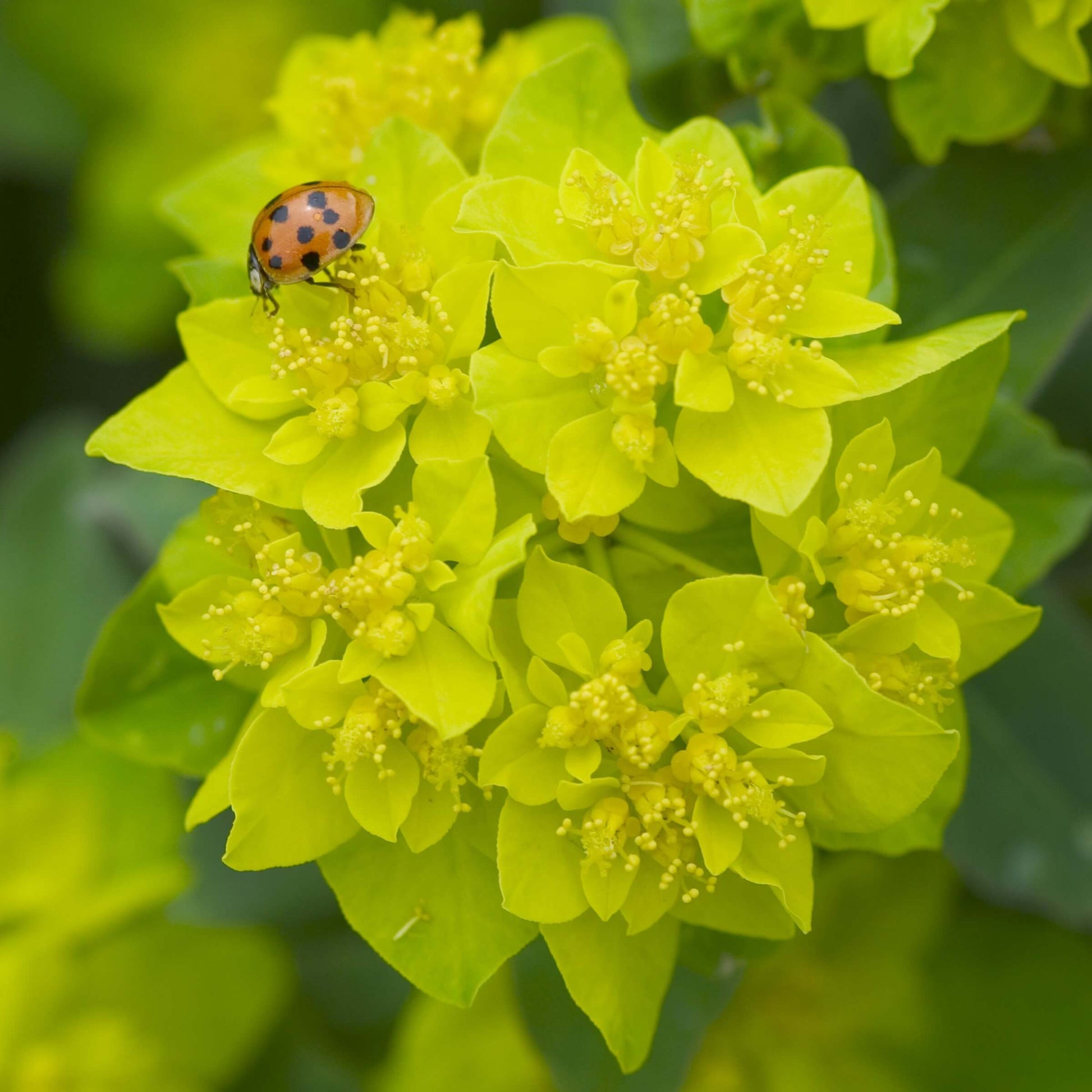 Gros plan d'une coccinelle sur les bractées jaune vif de la fleur d'euphorbe coussin. 