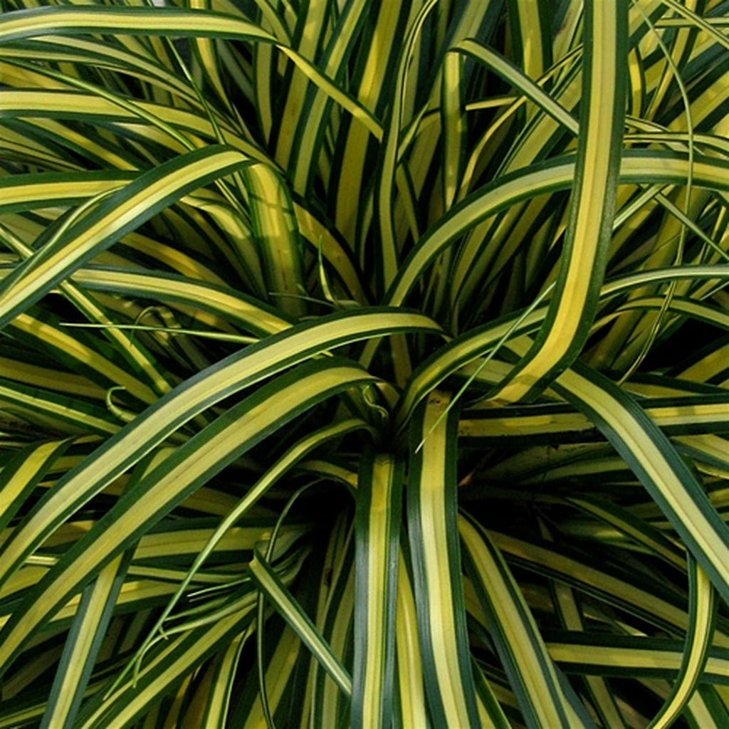 EverColor Everoro Sedge