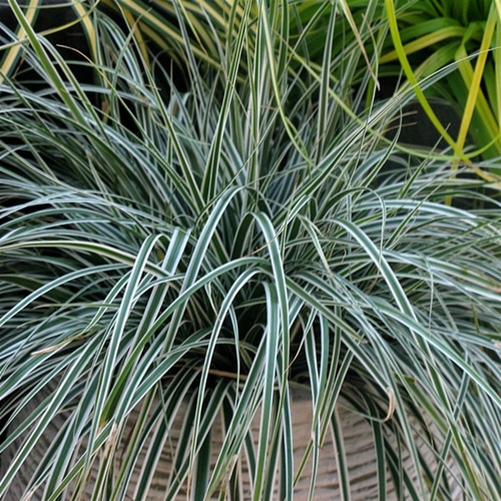 EverColor 'Everest' Sedge (Carex)