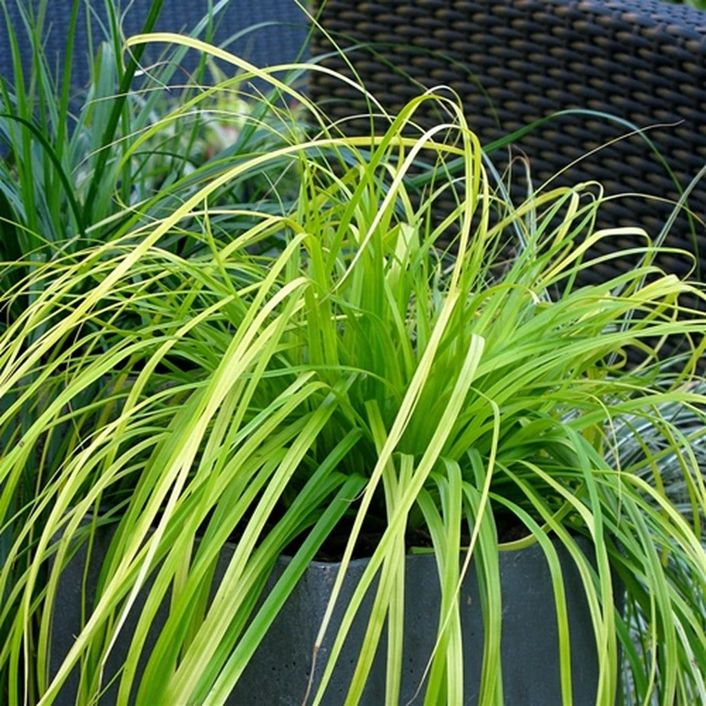 Evercolor Everillo Sedge with lime green foliage in a container. 