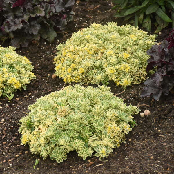 Rock 'N Low Boogie Woogie Stonecrop will brighten up any garden
