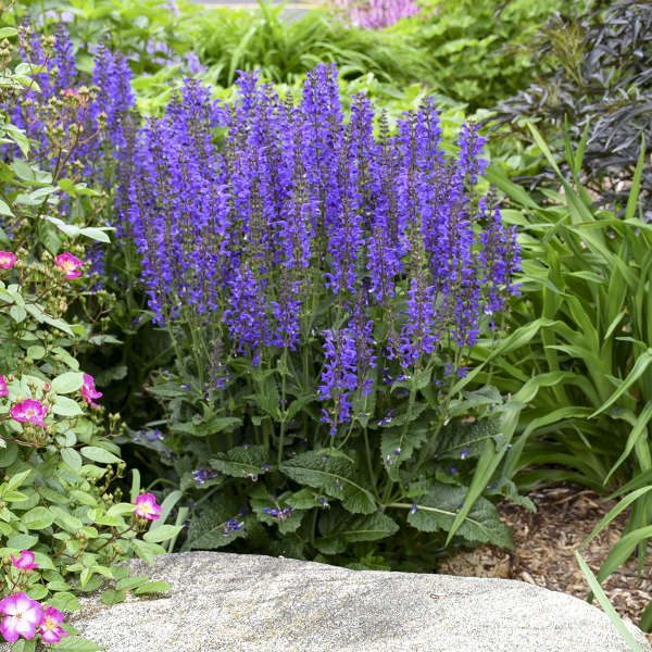 Color Spires Indiglo Girl Salvia with vibrant purple-blue flowers. 