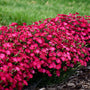 Paint the Town Red dianthus with blue-green foliage covered in deep red blooms. 