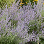 Russian Sage is low maintenance and easy to care for