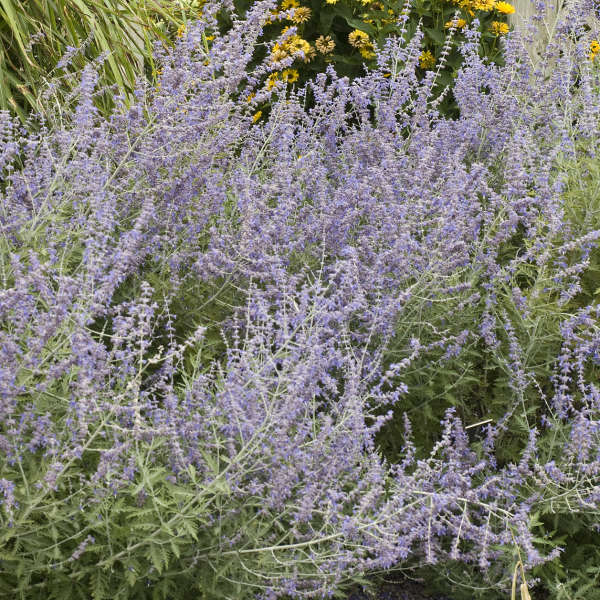 Russian Sage is low maintenance and easy to care for