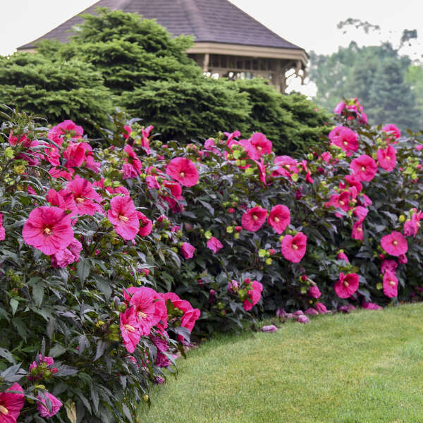 Summerific 'Evening Rose' Perennial Hibiscus attracts hummingbirds and pollinators