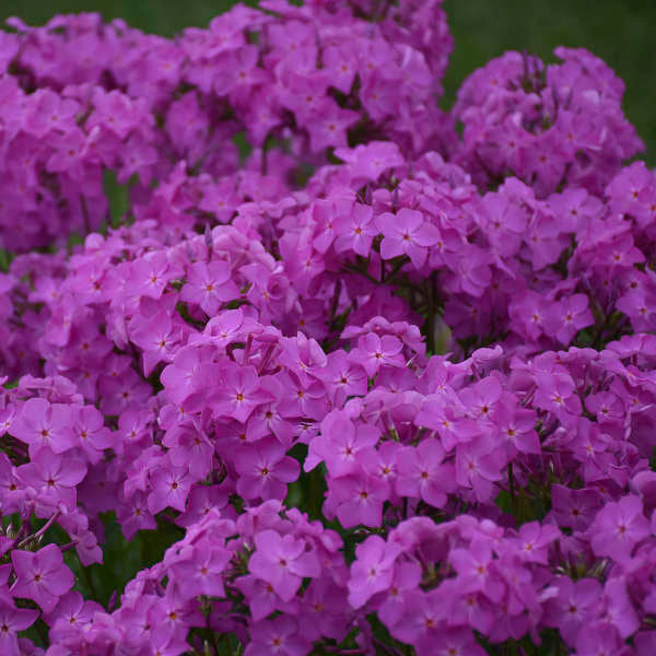 En ouverture : Phlox Ultrapink aux fleurs rose vif. 