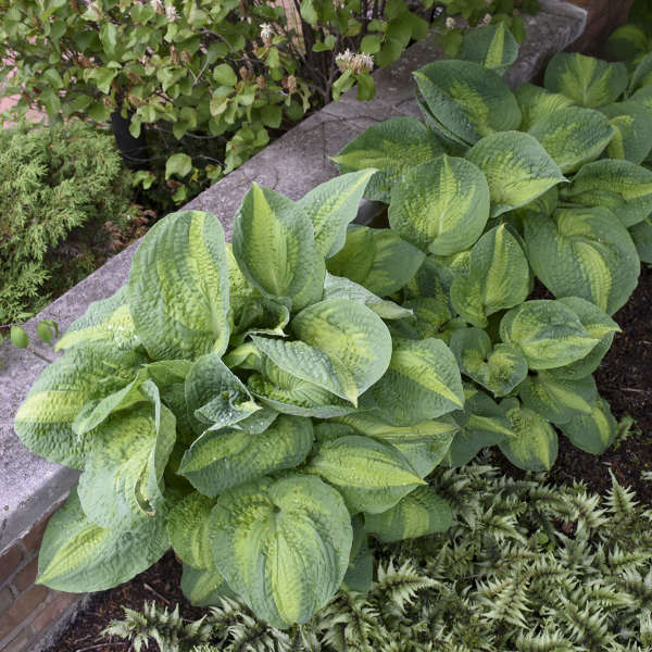 Great Garden Plants Brother Stefan Hosta - Thumbnail 2