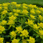 Euphorbe coussin à fleurs jaune citron étoilées 