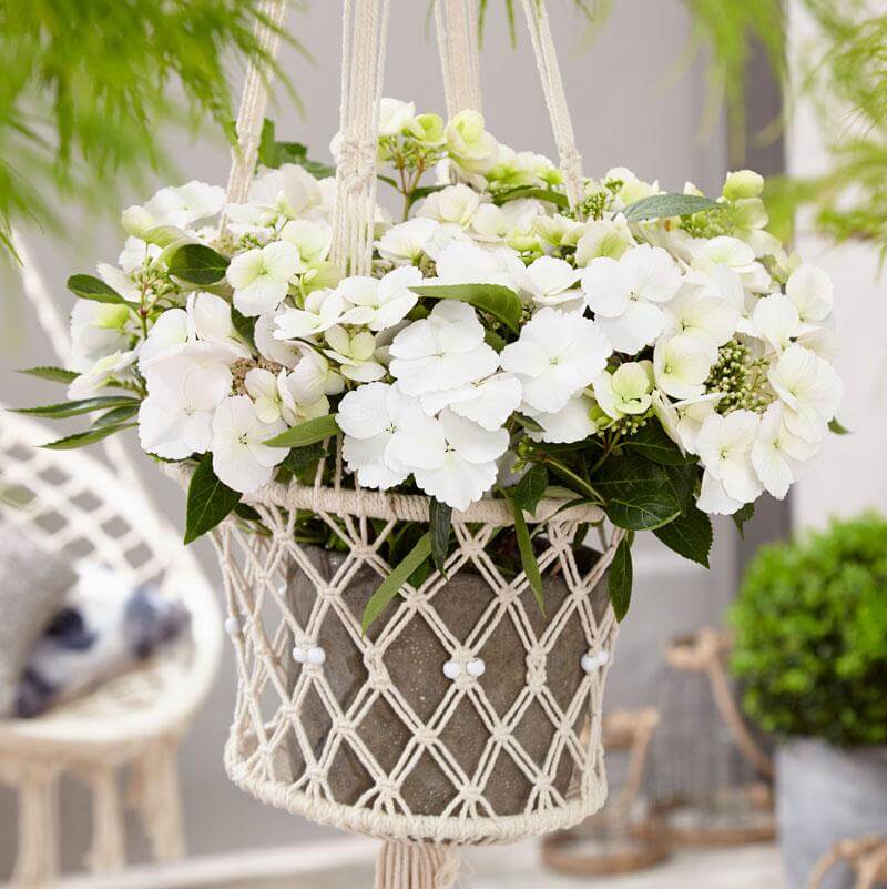 hydrangea hanging plant Fairytrail Bride Cascade Hydrangea