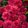 Close-up of the two-toned Fruit Punch Raspberry Ruffles Dianthus blooms. 
