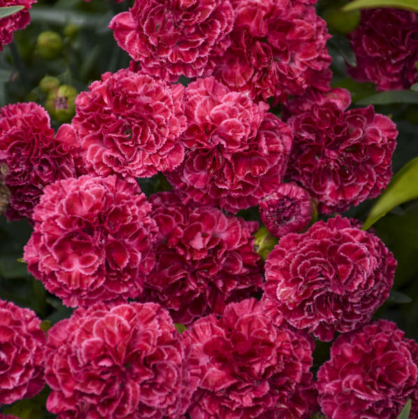 Close-up of the two-toned Fruit Punch Raspberry Ruffles Dianthus blooms. 