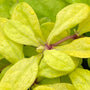Close-up of the bright gold foliage of Feathered Friends Cordial Canary Bugleweed. 