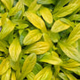 Feathered Friends Cordial Canary Bugleweed with bright gold foliage. 
