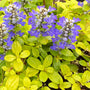 Feathered Friends Cordial Canary Bugleweed with cobalt-blue flowers. 