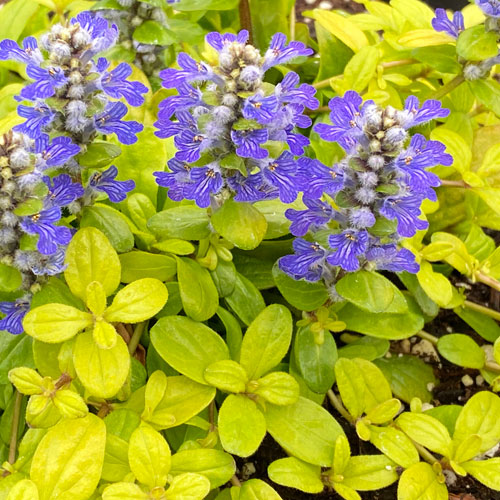 Feathered Friends Cordial Canary Bugleweed with cobalt-blue flowers. 