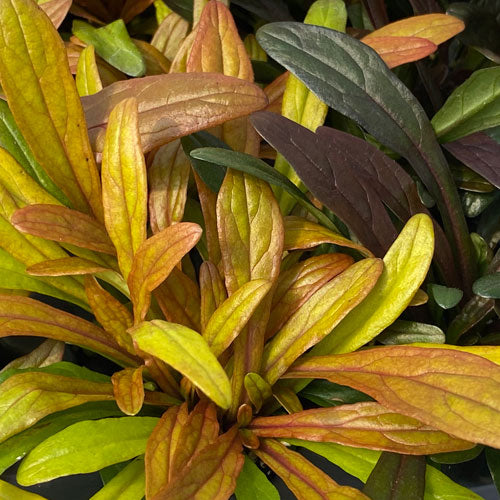 Amis à plumes : Bugleweed fantaisie à petites feuilles dorées, orange et bordeaux, à côté d'une bugleweed à feuilles vertes et violettes. 