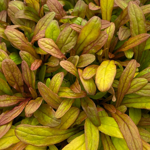Amis des plumes : Bugleweed fantaisie aux feuilles dorées, orange et bordeaux. 